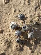Image of Rose of Jericho