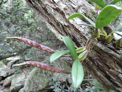 Image of Bulbophyllum scaberulum var. scaberulum