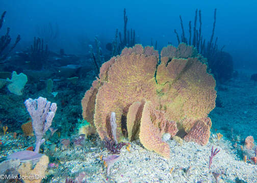 Image of Ianthella quadrangulata Bergquist & Kelly-Borges 1995