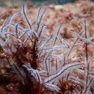 Image of Delicate white stinging hydroids