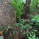 Amorphophallus brevispathus Gagnep.的圖片