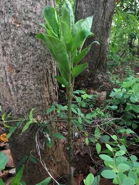 Image of Amorphophallus brevispathus Gagnep.