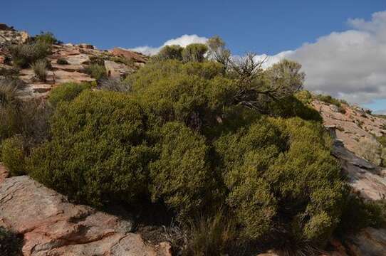 صورة Passerina truncata (Meissn.) Bredenk. & A. E. van Wyk