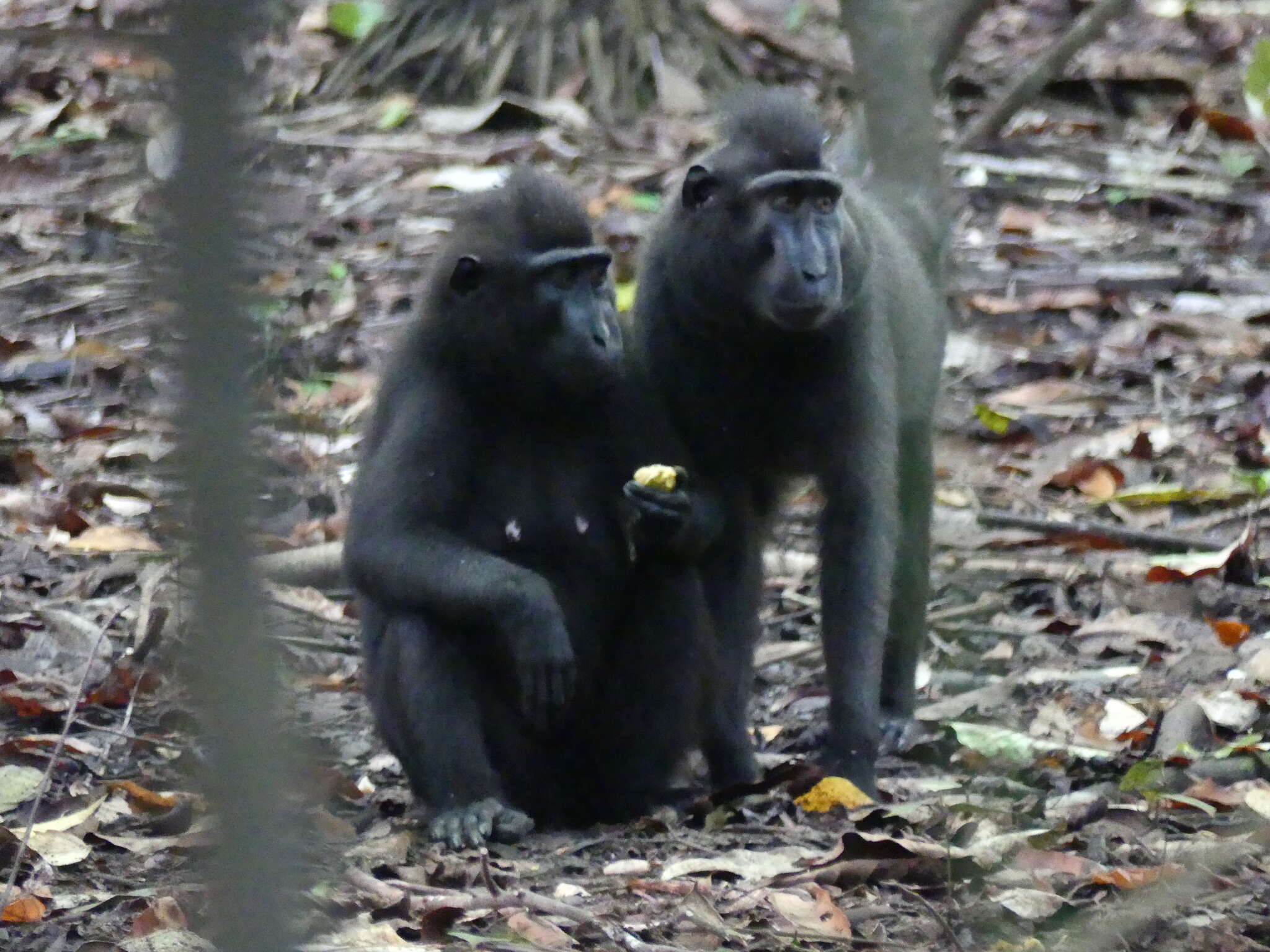 Image of Celebes crested macaque