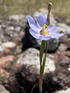 Image of Calydorea nuda (Herb.) Baker