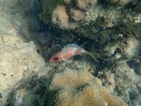 Image of Longspine Squirrelfish