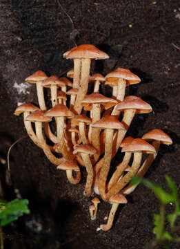 Image of Hypholoma fasciculare var. armeniacum (Y. S. Chang & A. K. Mills) Y. S. Chang, A. K. Mills, G. M. Gates & Ratkowsky