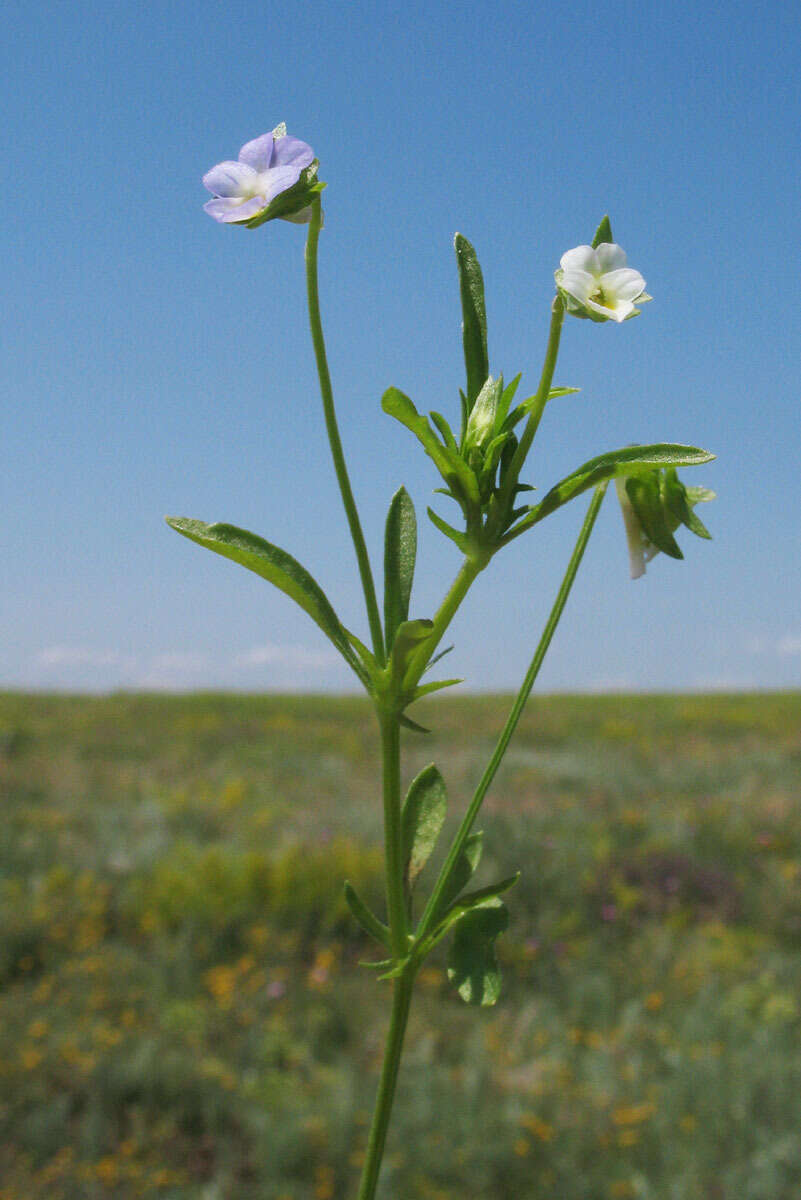 Image of Dwarf Pansy