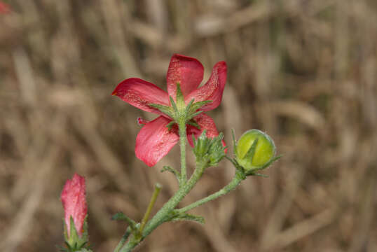 Hibiscus praeteritus R. A. Dyer的圖片