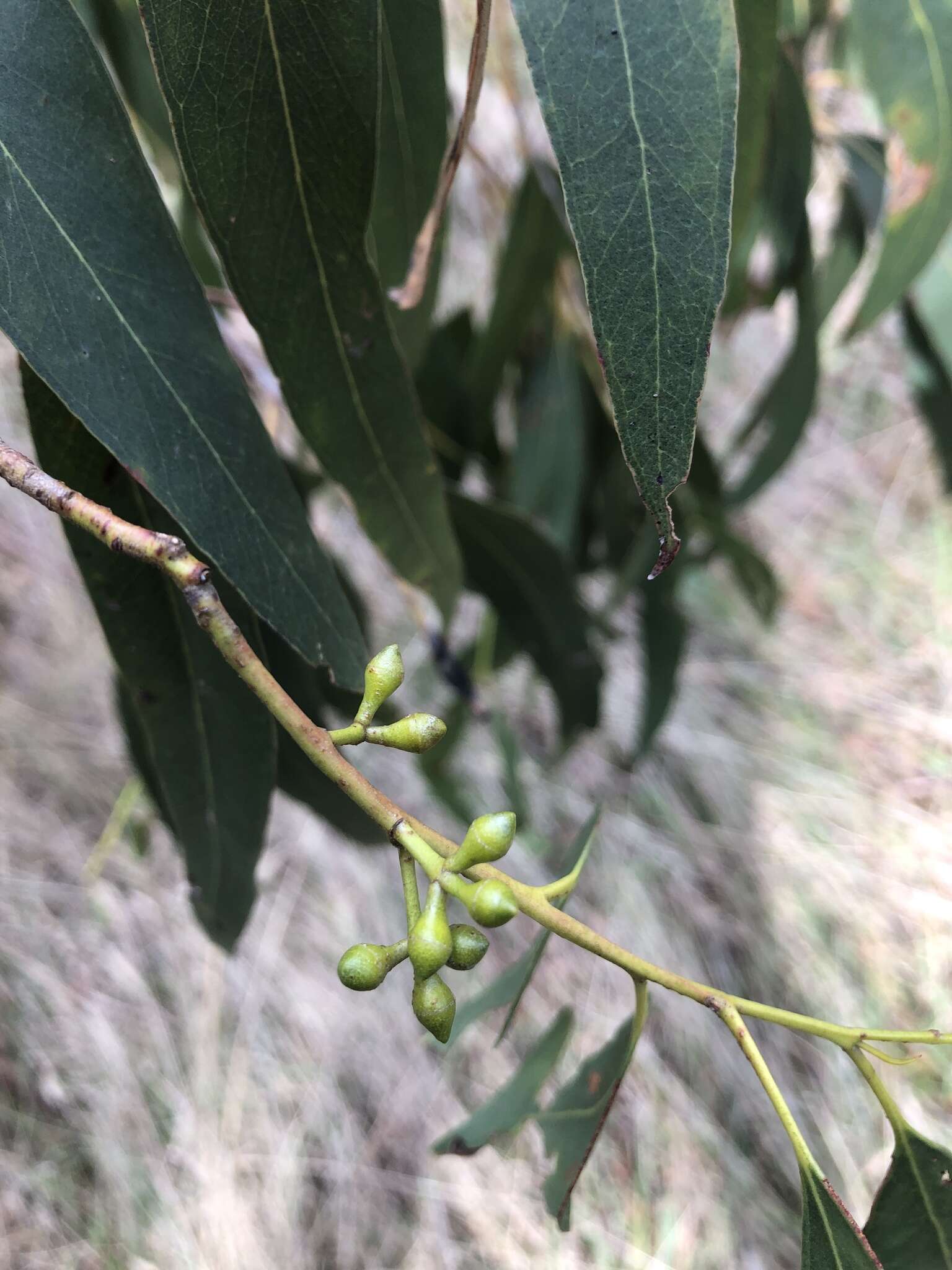 Image of Eucalyptus studleyensis Maiden