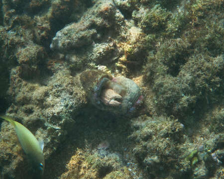 Image of jeweled anemone hermit