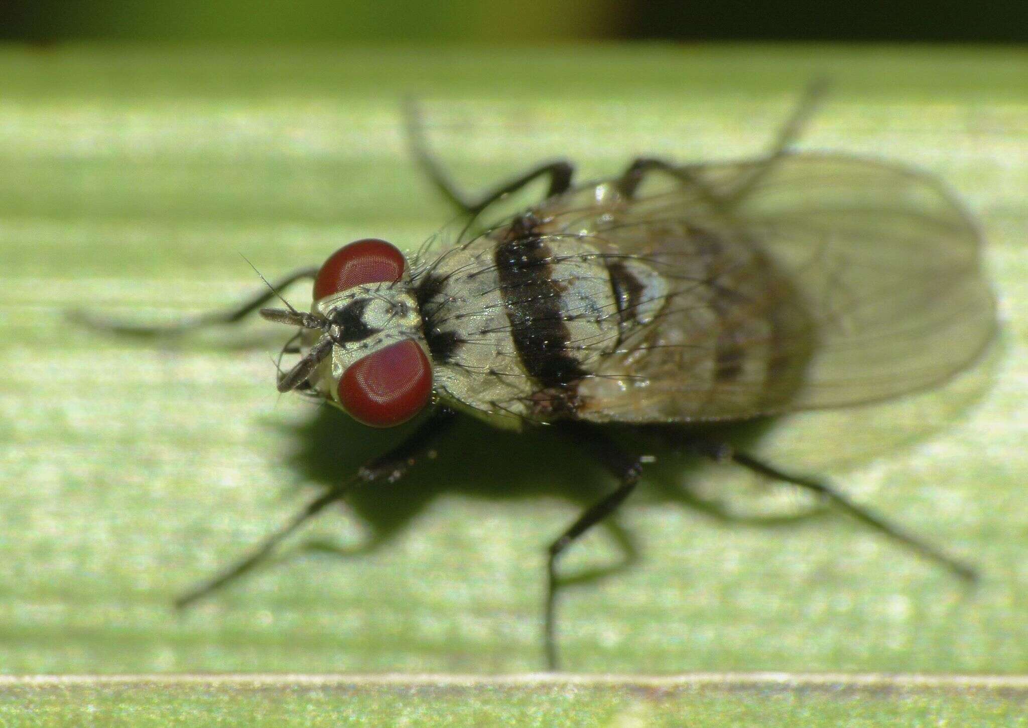 Sivun Anthomyia silvestris Colless 1982 kuva