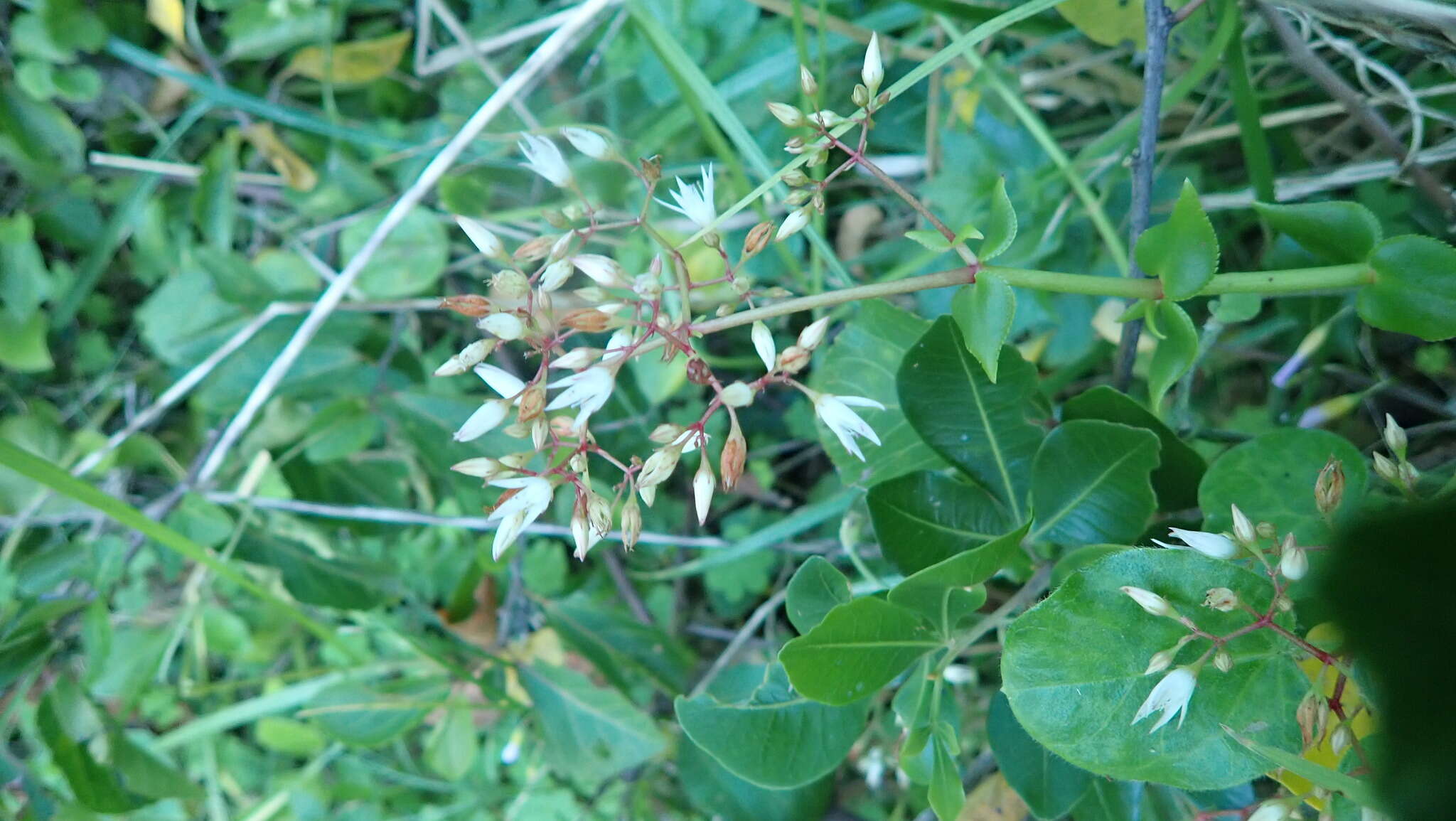 Image of Crassula sarmentosa Harv.