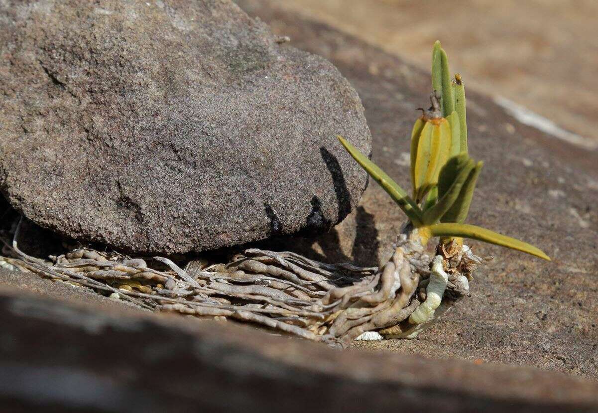 Imagem de Angraecum rutenbergianum Kraenzl.