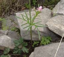 Image de Anemone tuberosa var. texana M. Enquist & B. Crozier