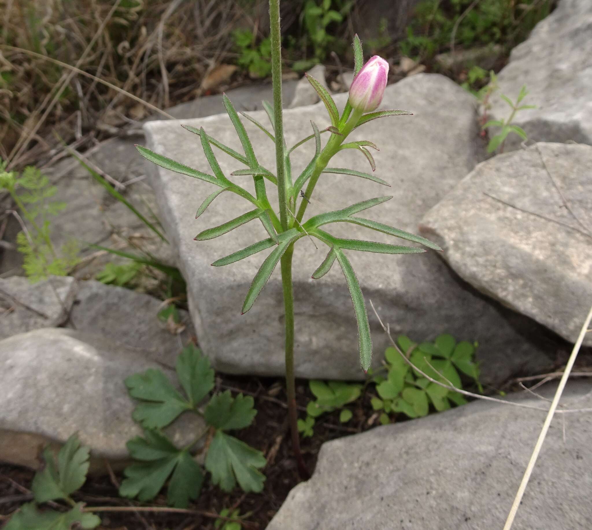 Anemone tuberosa var. texana M. Enquist & B. Crozier resmi