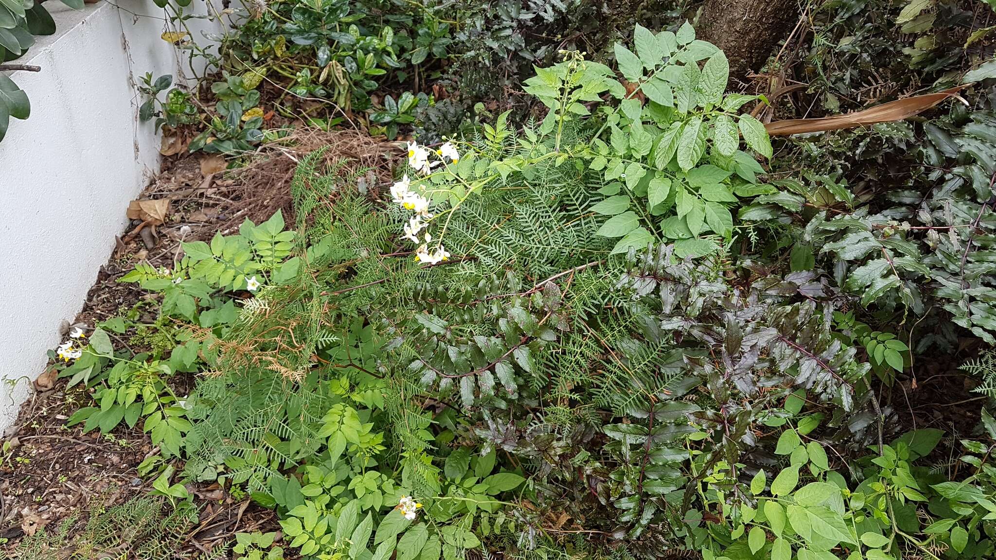 Image of Solanum chacoense Bitter