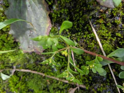 Image of Sedum actinocarpum Yamam.