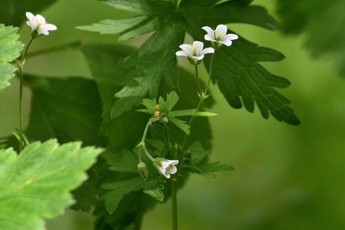 Plancia ëd Geranium albiflorum Ledeb.