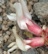 Imagem de Astragalus monoensis Barneby