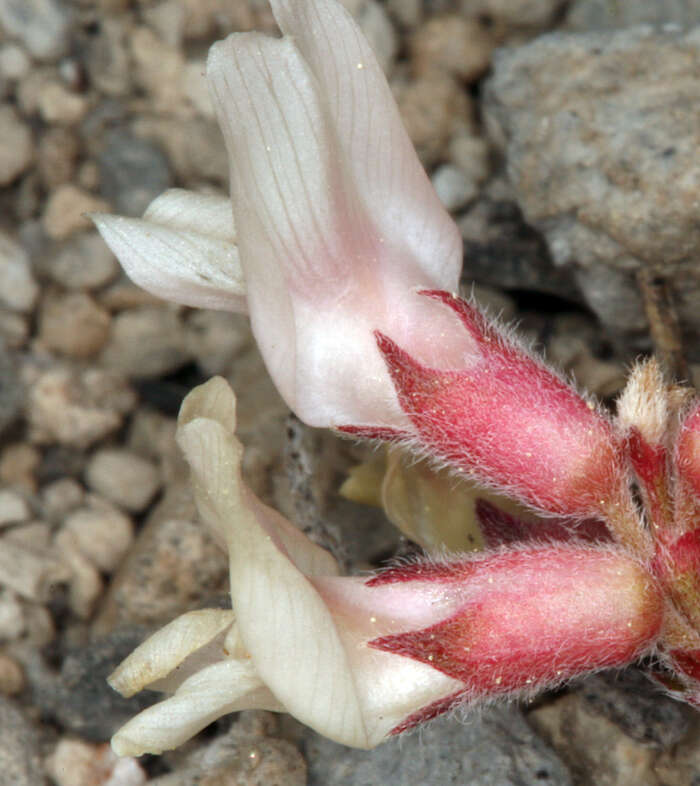 Imagem de Astragalus monoensis Barneby