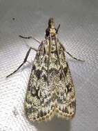 Eudonia truncicolella Stainton 1849的圖片