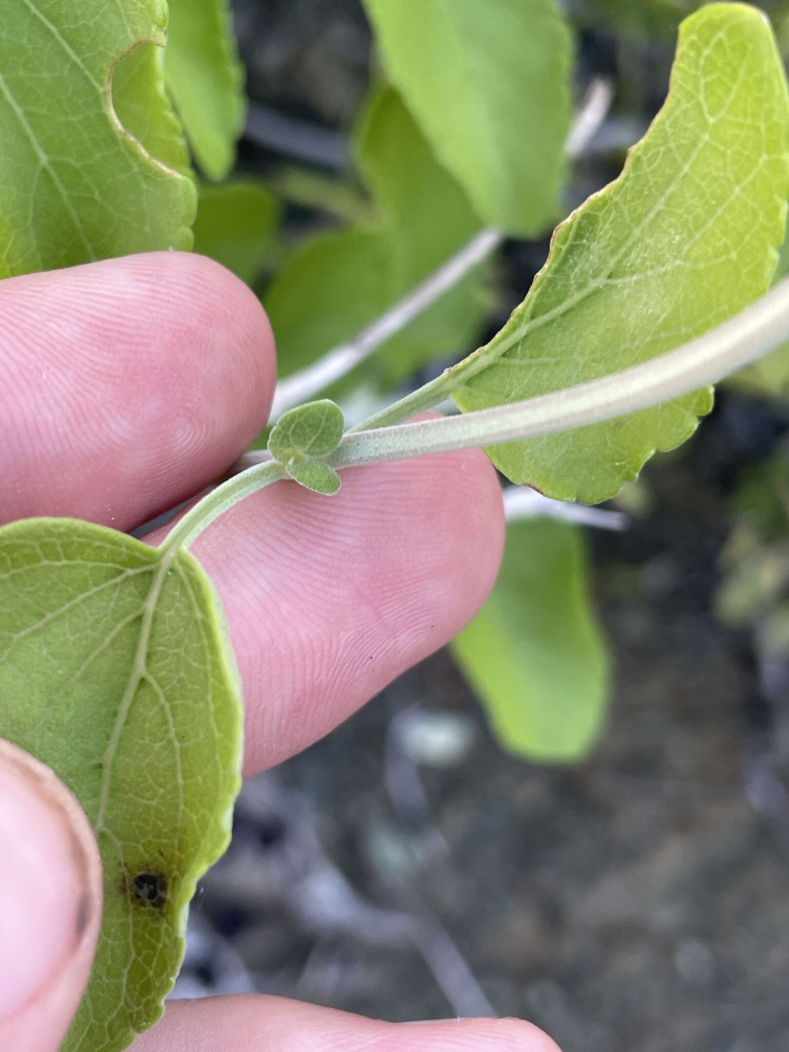 Imagem de Salvia cedrosensis Greene