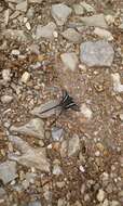 Image of Green Dragontail Butterfly