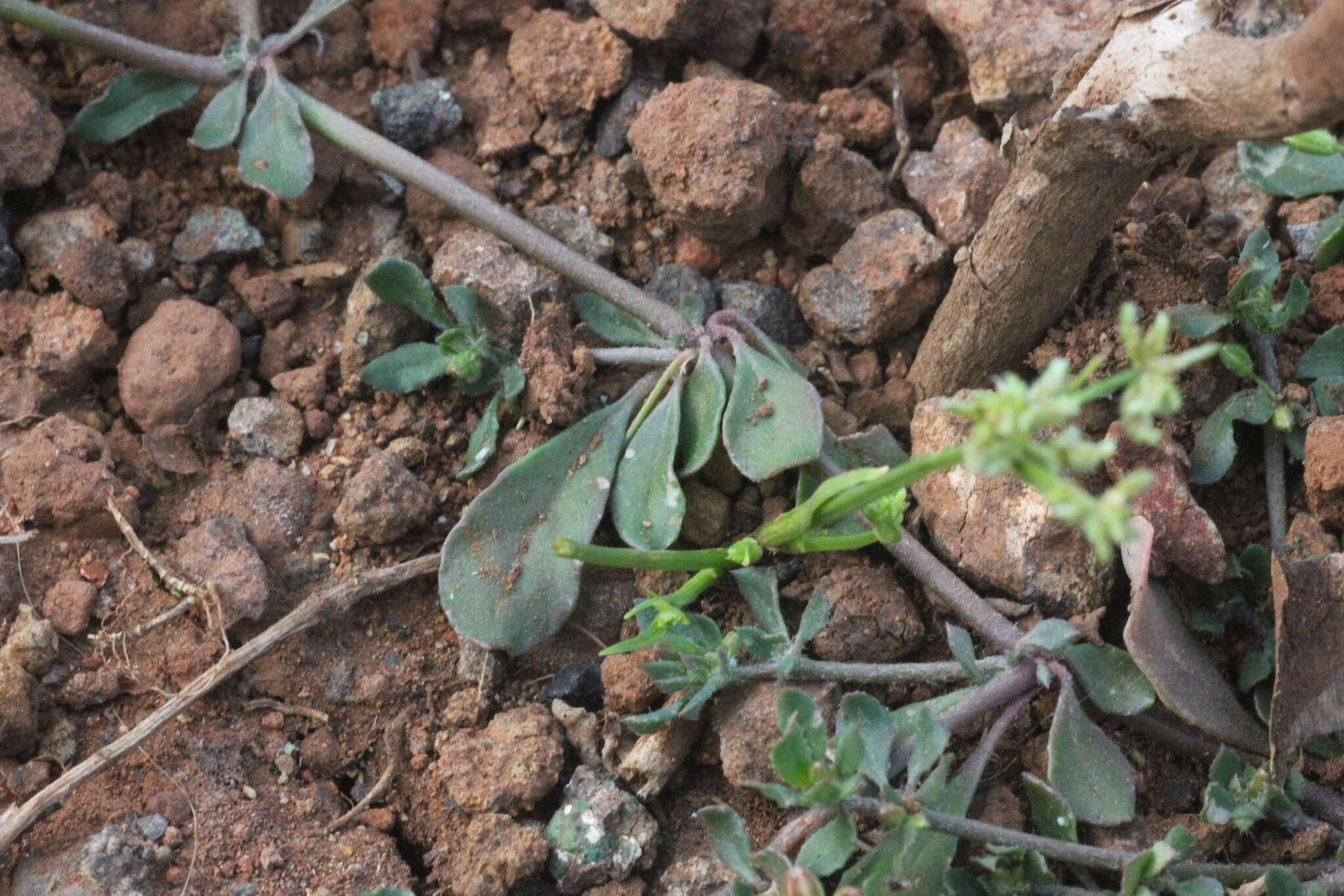 Image of Glinus oppositifolius (L.) A. DC.