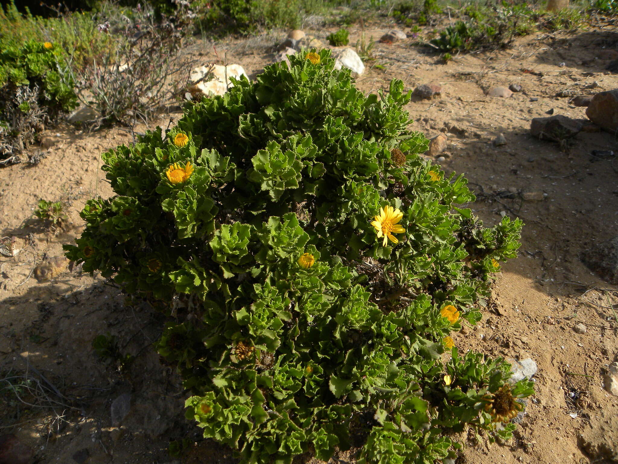 Image of Asteriscus imbricatus (Cav.) DC.