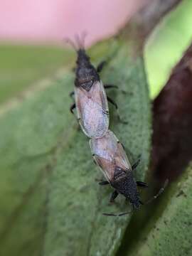 Image of Cotton Seed Bug