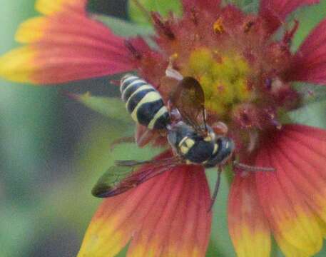 Image of Texas Nomad Bee