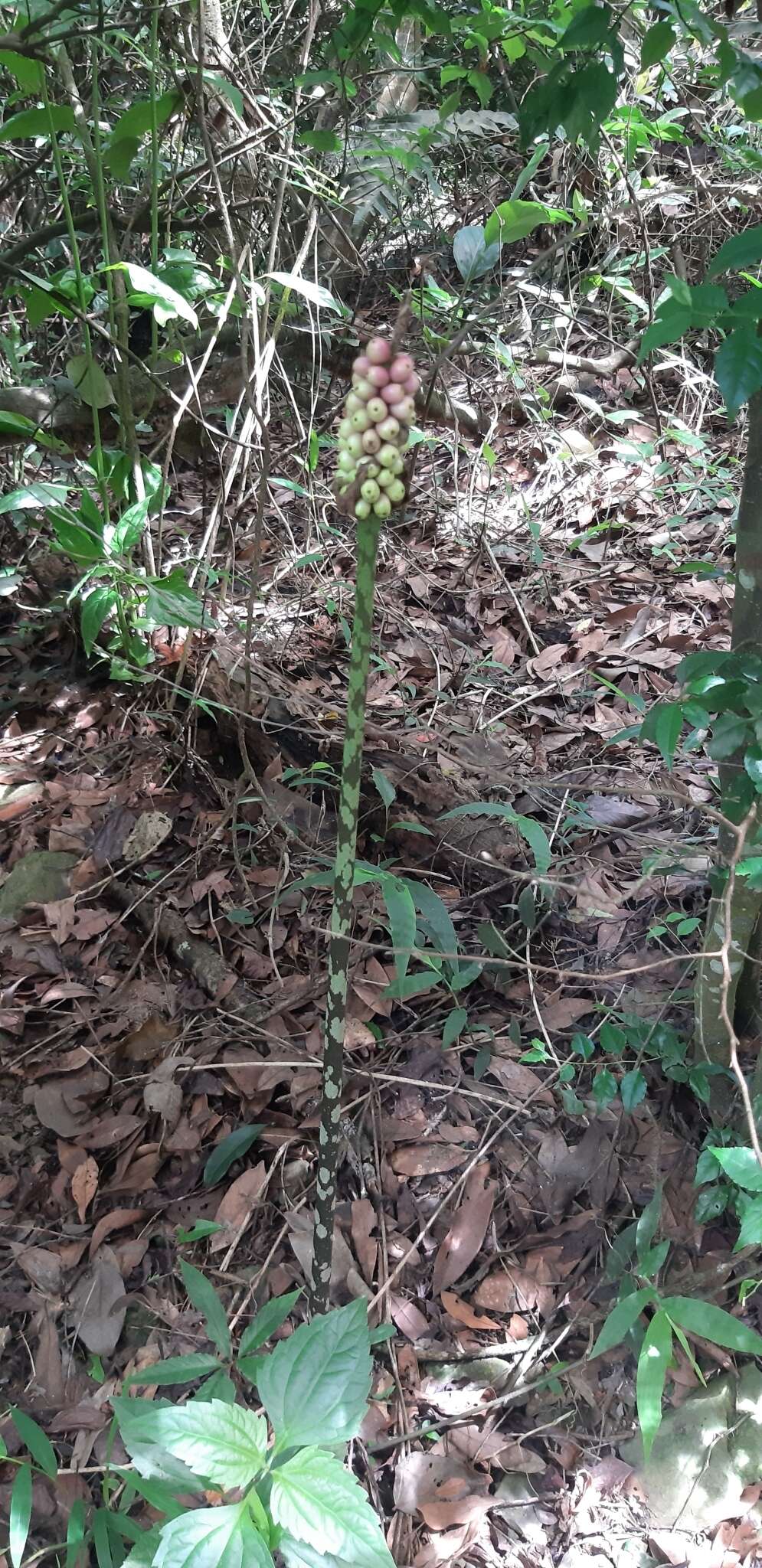 Image of Amorphophallus kiusianus (Makino) Makino