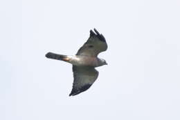 Image of Chinese Sparrowhawk