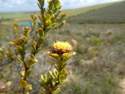 Plancia ëd Leucadendron coriaceum Philipps & Hutchinson