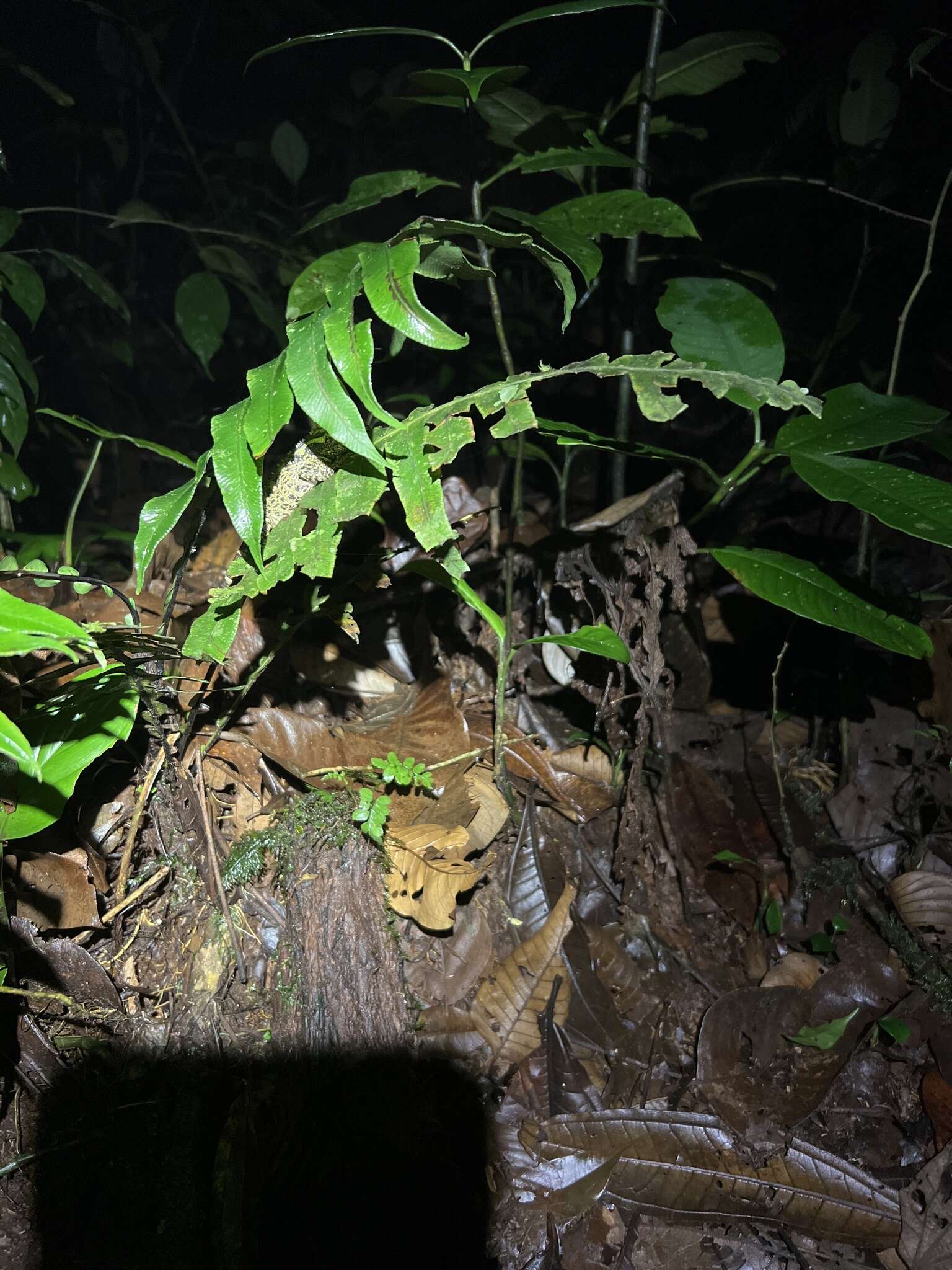 Image of Canelos Woodlizard