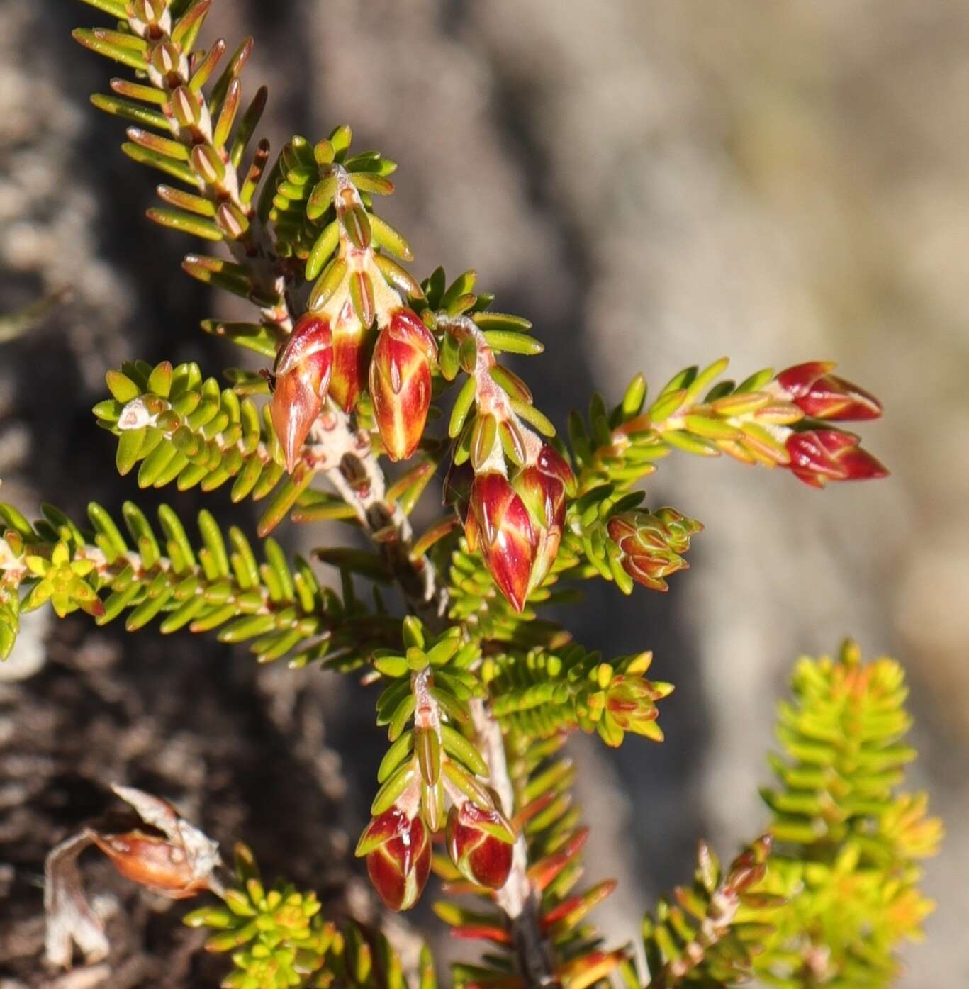 Plancia ëd Erica viridiflora Andr.