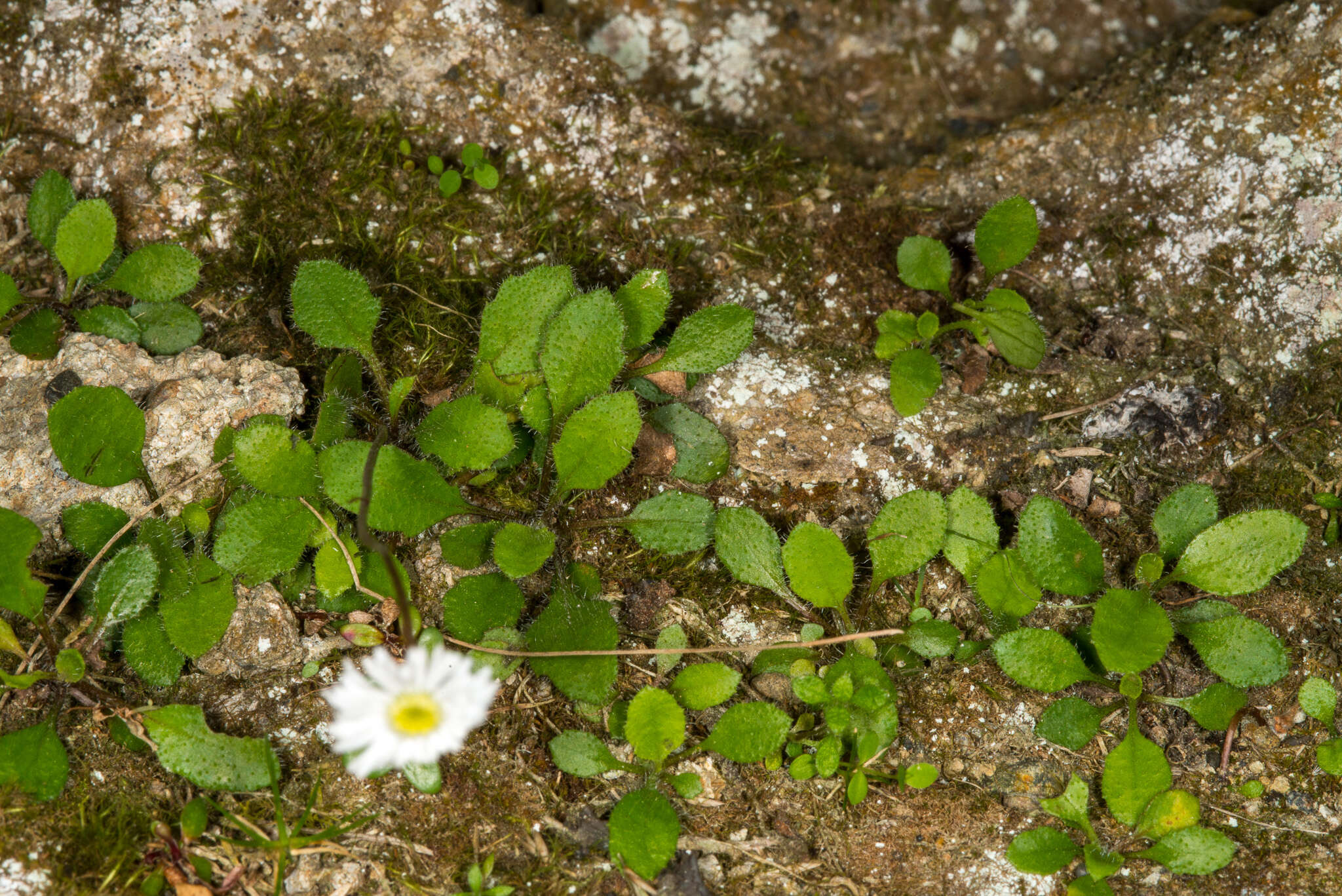 Image of Lagenophora petiolata Hook. fil.