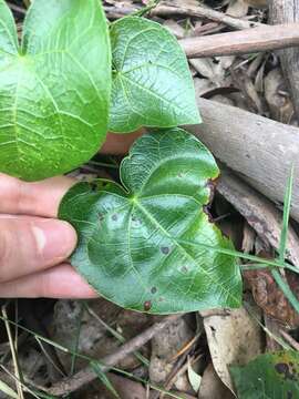 Imagem de Sarcopetalum harveyanum F. Müll.