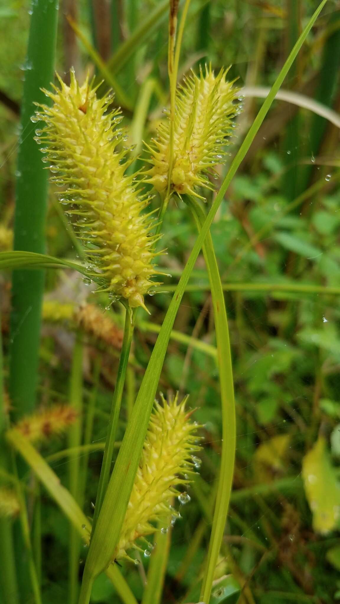 Image of bottlebrush sedge