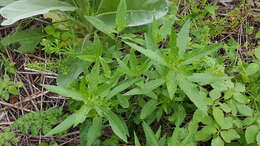 Imagem de Oenothera biennis L.