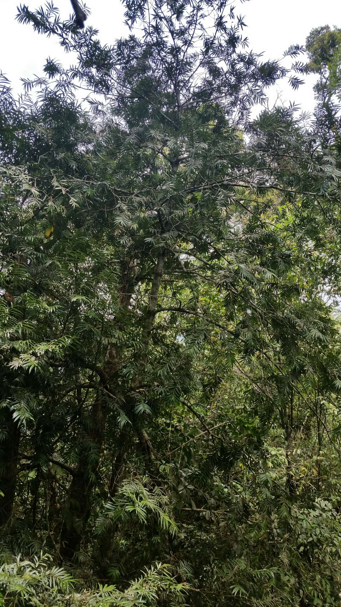 Image of Poilane's Catkin Yew