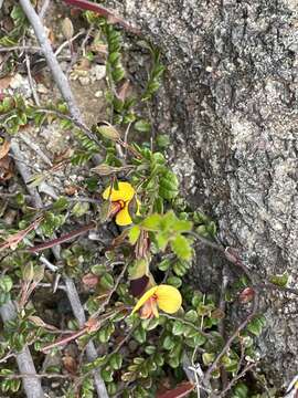 Sivun Bossiaea buxifolia A. Cunn. kuva