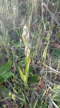 Image of Small-flowered serapias