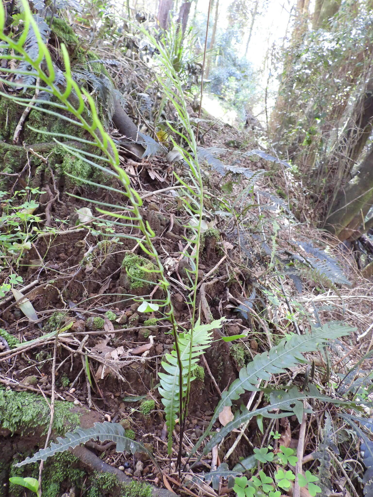 Sivun Austroblechnum lechleri subsp. lechleri kuva