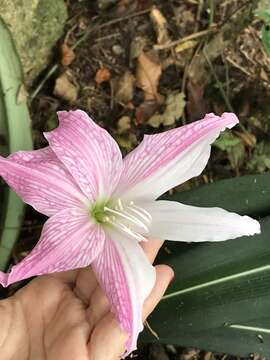 Слика од Hippeastrum reticulatum (L'Hér.) Herb.