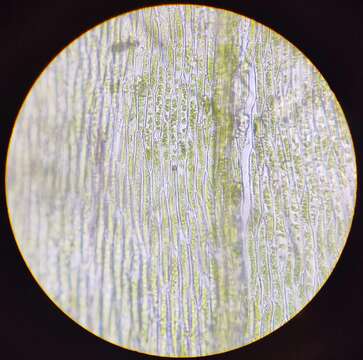 صورة Brachythecium salebrosum W. P. Schimper ex B. S. G. 1853