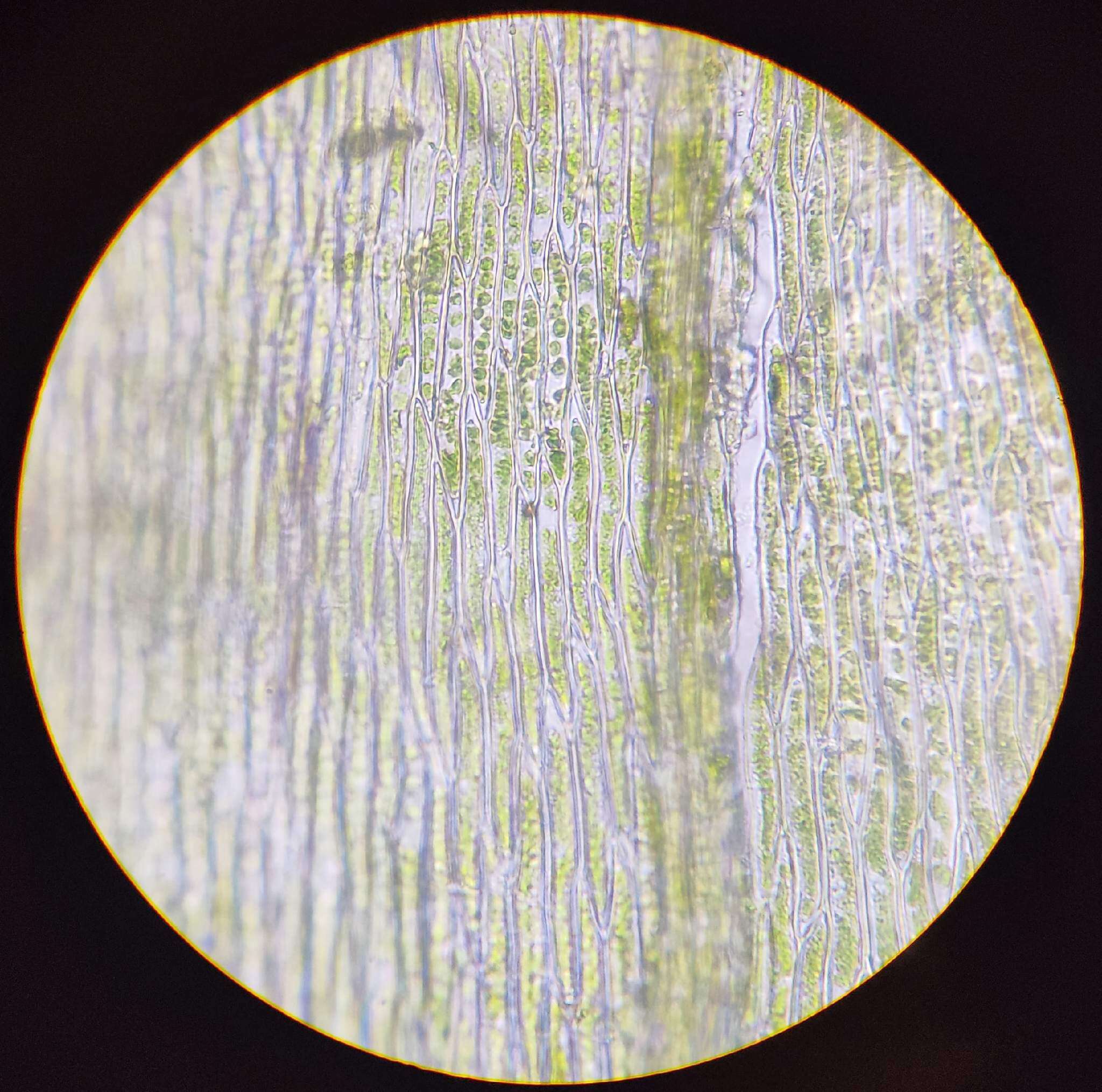 صورة Brachythecium salebrosum W. P. Schimper ex B. S. G. 1853