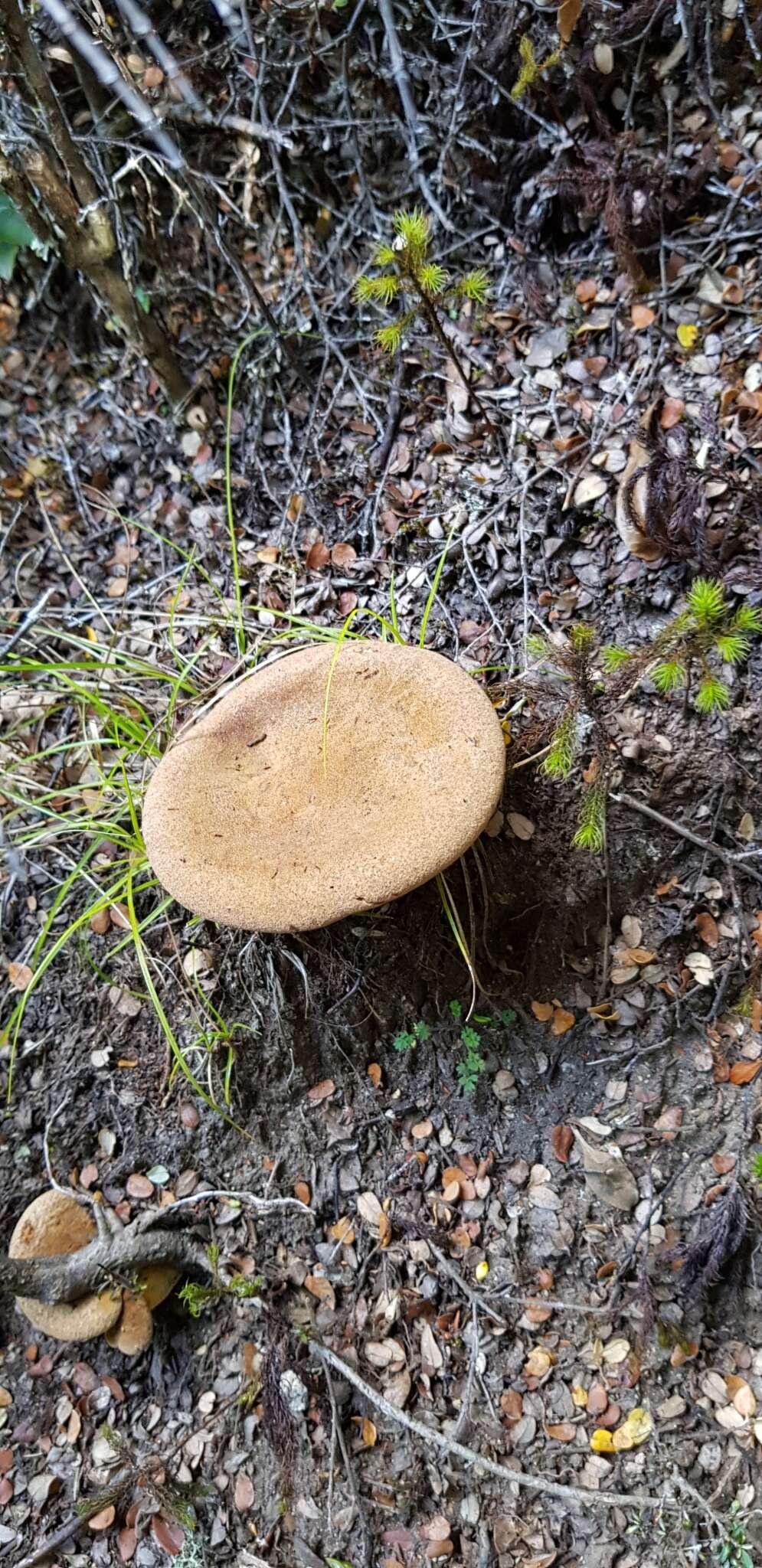 Imagem de Austropaxillus nothofagi (McNabb) Bresinsky & Jarosch 1999