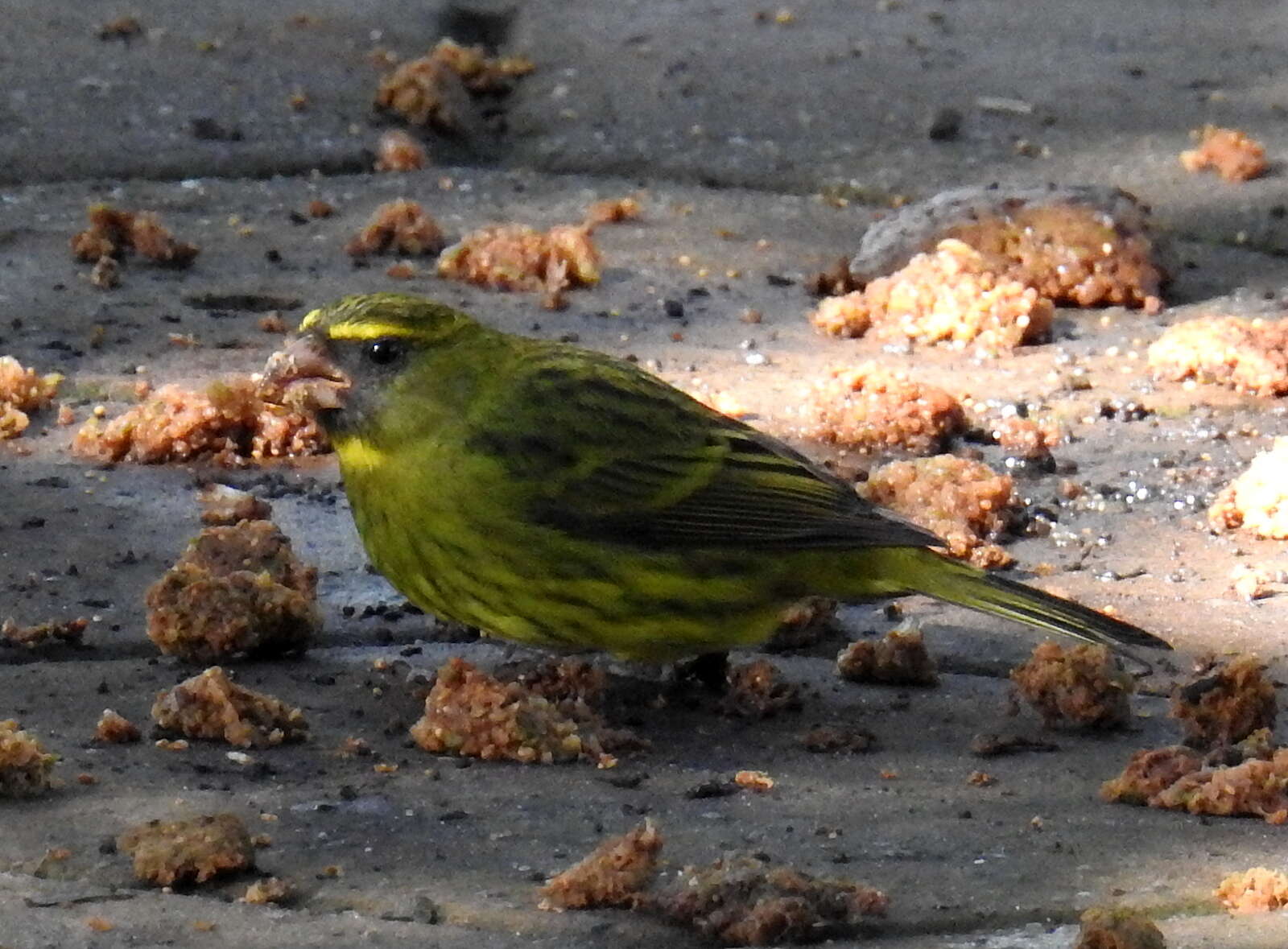 Image of Crithagra scotops umbrosa (Clancey 1964)